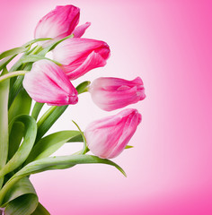 Fototapeta premium Flowers tulips