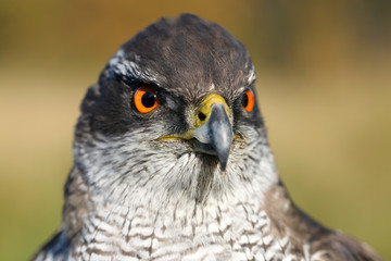 Portrait of a Northern goshawk