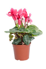 Cyclamen isolated white background