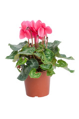 Cyclamen isolated white background