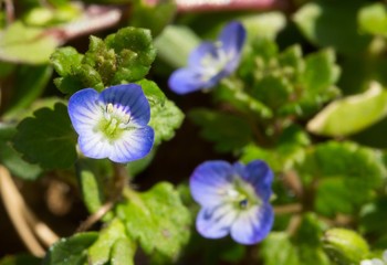 flowering in spring with small blue flowers annual herb Persian Speedwell (Veronica persica), macro photos. shallow depth of field, selective focus