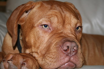 dogue de bordeaux puppy