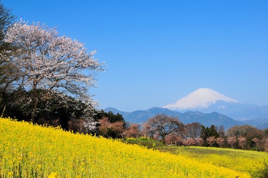富士山と菜の花と桜