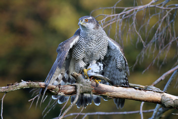 Portrait of a Northern goshawk