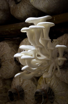 Oyster Mushrooms growing in the farm