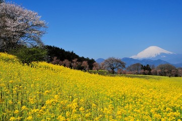 富士山と菜の花と桜