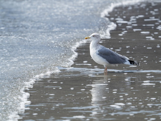 海辺のセグロカモメ