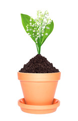 lily of the valley in ground in pot isolated on white background