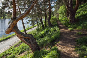 pathway in the park
