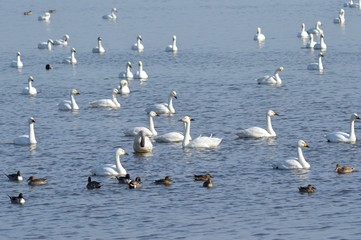 仙台市大沼の白鳥