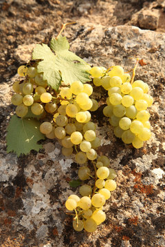 white ripe grapes 