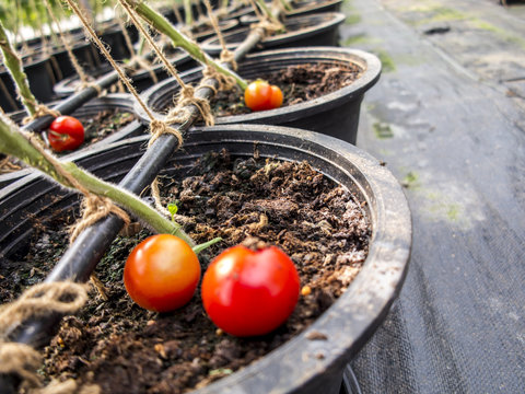 Ripe tomatoes.