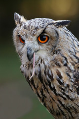 Indian eagle-owl