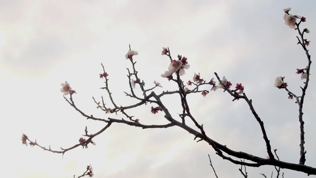 Plum blossom_5
