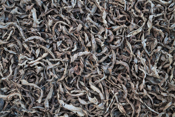 dry fallen leaves