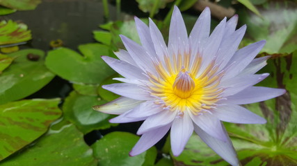 The laver lotus in pound.