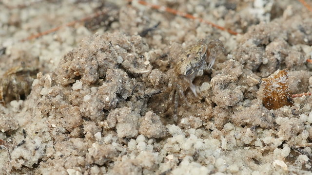 4K Atlantic Sand Fiddler Crab (Uca pugilator) Feeding 2