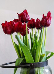 tulipe du jour 