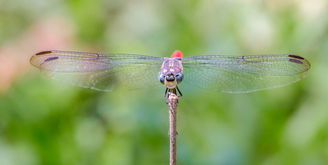 close up dragonfly