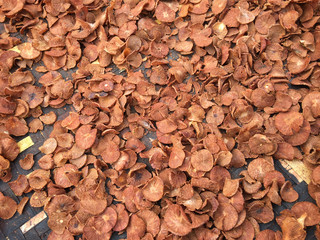 Dried betel palm