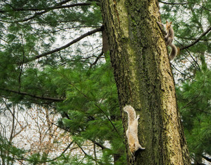 Squirrels climbing tree.