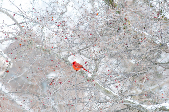 bright red cardinal bird sitting in a winter crab apple tree