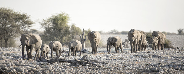 Elephant at Okaukuejo water hole.