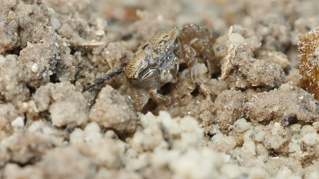 4K Atlantic Sand Fiddler Crab (Uca pugilator) 1
