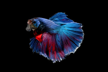 Obraz premium betta fish isolated on black background