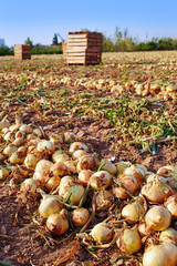 Fototapeta premium Onion harvest in Valencia Spain huerta