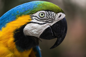 Closeup of a Blue-and-Yellow Macaw