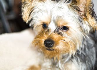 Yorkshire Terrier Puppy Portrait