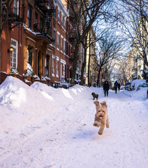 Dog Running in Snow Covered City Street