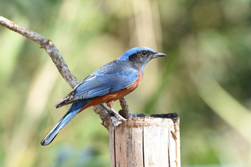 Obraz premium Chestnut-Bellied Rockthrush