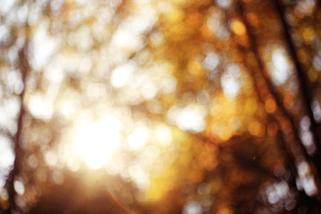 background solar flare from the lens Autumn background with leaves