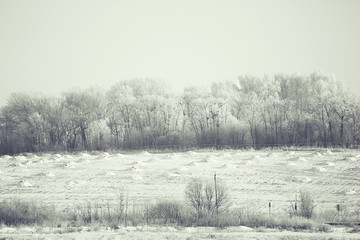 black white winter frost nature background