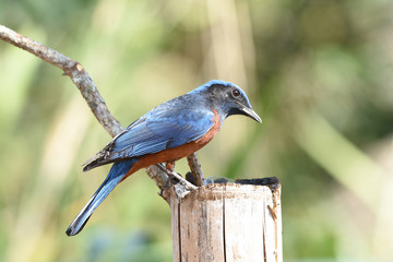 Chestnut-Bellied Rockthrush