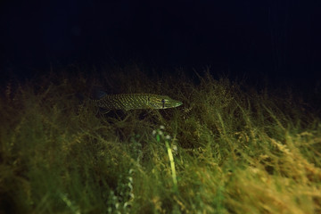 Underwater World on the lake, reeds and clear water