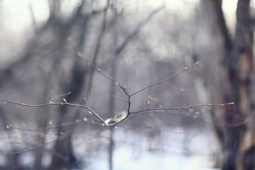 landscape in a forest in the early winter snow falls