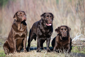 three labrador dogs outdoors