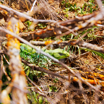Fardacho green lizard in the branches Spain