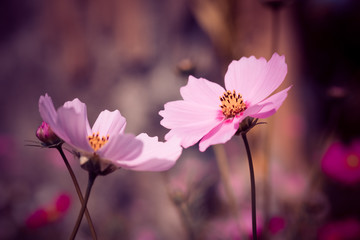 flowers with filter effect retro vintage style