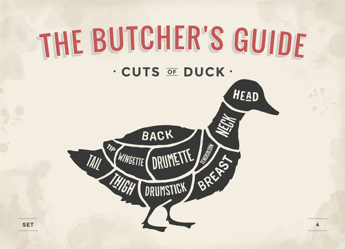 Cut of meat set. Poster Butcher diagram and scheme - Duck. Vintage typographic hand-drawn. Vector Illustration.