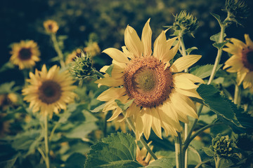 Fototapeta na wymiar sunflower with filter effect retro vintage style