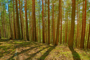 Fototapeta premium Bright Summer Pine Forest in Karelia