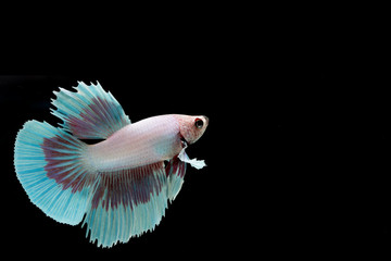 Betta fish, siamese fighting fish, betta splendens isolated on b