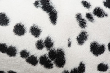 Full screen dalmatian spots pattern - obrazy, fototapety, plakaty