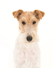 Adult fox terrier dog portrait isolated on a white background