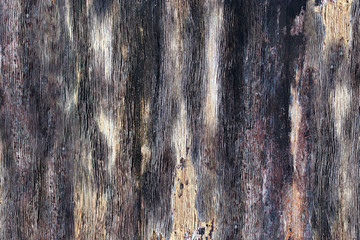 Texture. Tree trunk in a dark gray color.