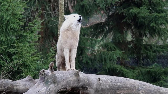 Hurlement du loup blanc